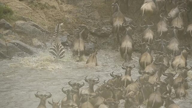 Herd of wildebeest crossing the Mara River during the the wildebeest migration.