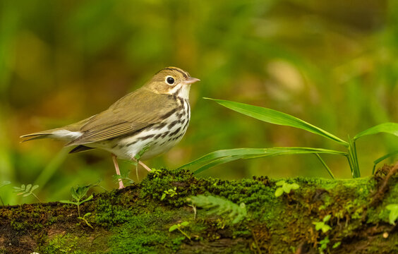 Pieperwalds&auml;nger (Seiurus aurocapilla)