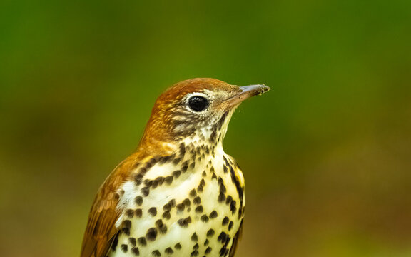 Pieperwalds&auml;nger (Seiurus aurocapilla)