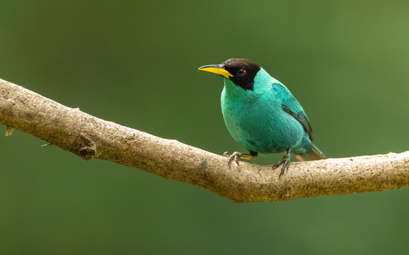 Kappennaschvogel (Chlorophanes spiza) Green Honeycreeper