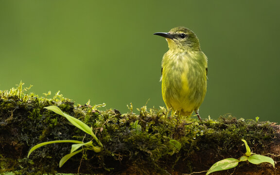 Kappennaschvogel (Chlorophanes spiza) Green Honeycreeper