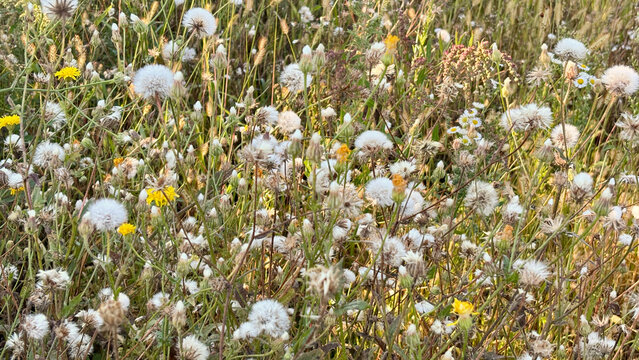 Wild foxtail grass and fluffy dandelion field background.