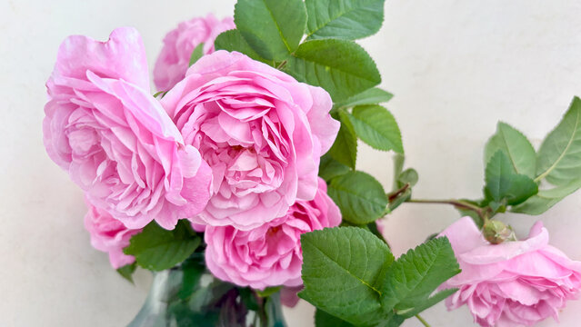 Fresh pink garden roses bouquet in glass vase.