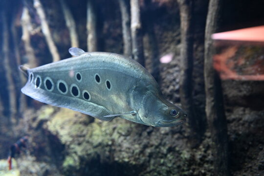 体側の独特な黒い眼状斑が映えるスポッテッドナイフフィッシュ Spotted knifefish highlighting its unique black eye-spots on the body