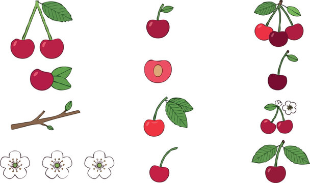 Fresh red cherry fruit vector set featuring whole sweet cherries pair on stem half slice with pit green leaves wood branch and white blossoms