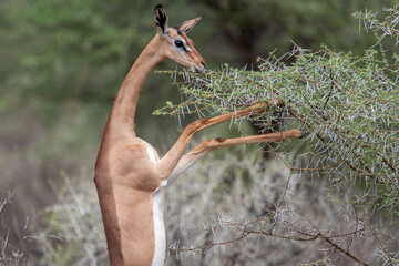 gerenuk © tomjunek.com