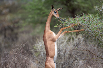 gerenuk © tomjunek.com