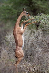 gerenuk © tomjunek.com