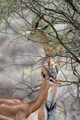 gerenuk © tomjunek.com