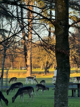 autumn in the park