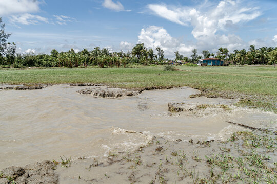 Noakhali, Chittagong Division, Bangladesh - 15 August 2026: View of a flooded rural field with muddy water overflowing onto green grass, surrounded by palm trees under a blue sky with white clouds.