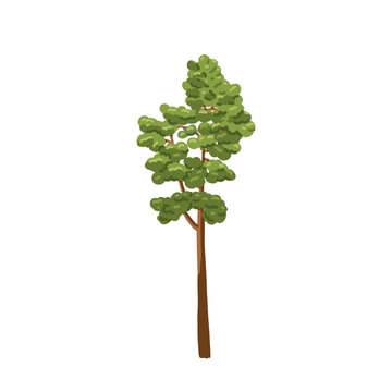 Tall pine tree. Forest coniferous plant. Hand drawn green conifer. Winter evergreen botanical nature element. Flat vector illustration