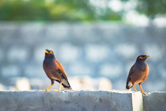 common myna birds on a fence 