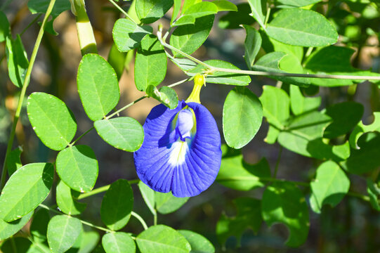 close up of blue clitoria ternatea flowers. beautiful flora Asian pigeonwings in garden