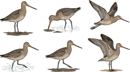 Obraz premium Limosa godwit shorebird vector set with various flying standing and wading poses on beach