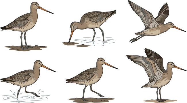 Limosa godwit shorebird vector set with various flying standing and wading poses on beach