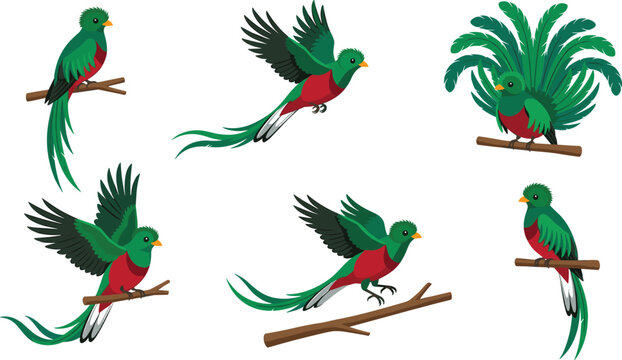 Quetzal birds showcasing vibrant green plumage and long tail feathers in natural settings