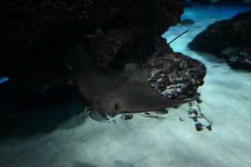 水槽の岩場近くでお腹を見せて泳ぐエイ Stingray swimming near rocks showing its underside in an aquarium © Takuya Y.