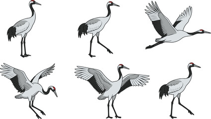 Fototapeta premium Red crowned crane elegant poses and flying motions for oriental wildlife art and education