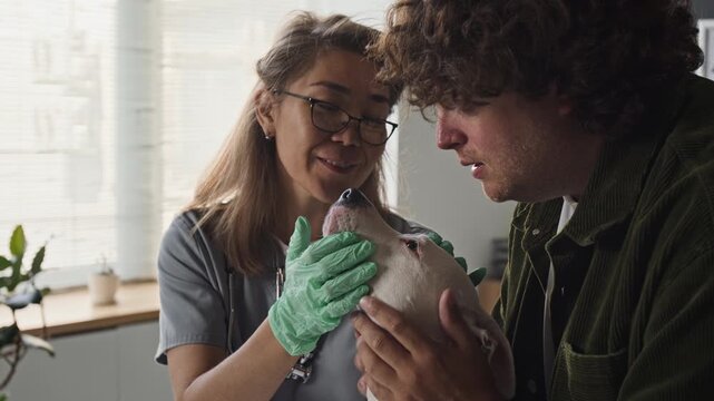 Middle aged Asian female veterinarian examining dog snout while Caucasian young adult man calms pet in clinic. Clip fits veterinary advertising and animal healthcare campaigns