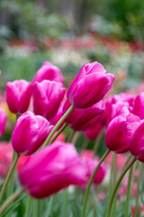 Fototapeta premium pink tulips in the garden