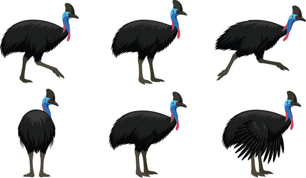 Set of flightless cassowary birds with black feathers standing in various natural poses