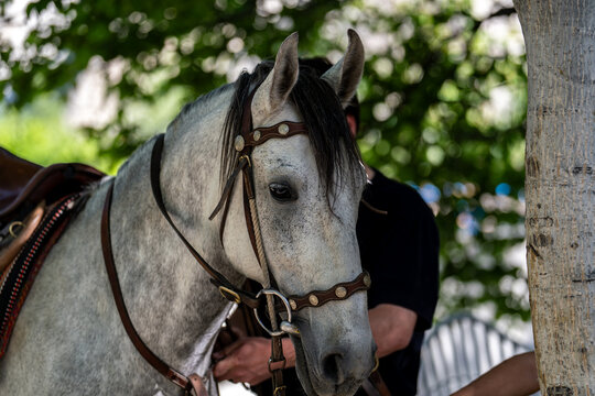 Khaplu, Gilgit, Pakistan - 09 May 2026: View of a grey horse with a leather bridle being prepared for a polo match at the historic Bayldir Polo Ground.