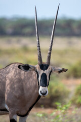 East African oryx © tomjunek.com