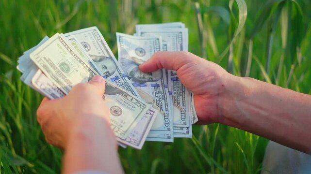 Hands counting dollar cash money in green field. Person holds stack of dollar bills outdoors. Confident farmer counts money profit from harvest. Cash currency fanned in hands. Money income near crops.