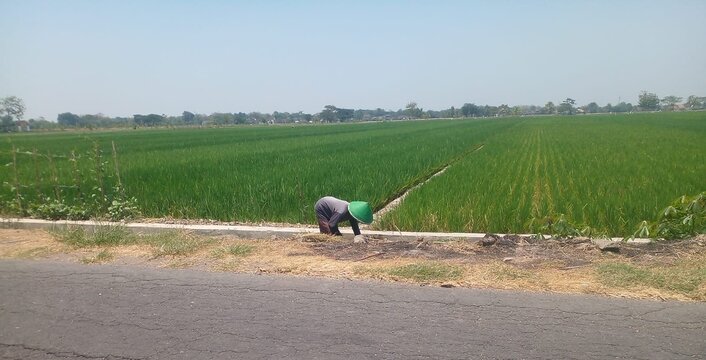 Indonesian farmer with green traditional hat working in lush green rice paddy field in Klaten Central Java