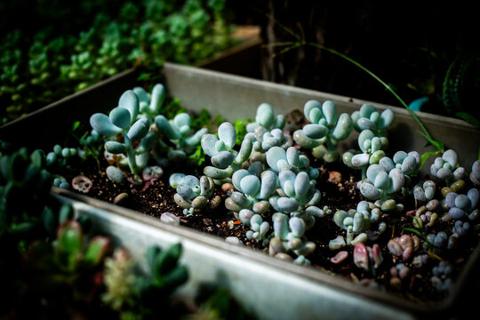 Blue Green Pachyphytum Succulents Growing in Container