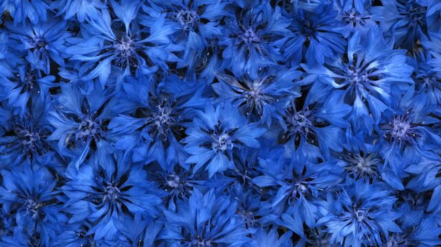 Classic Blue Cornflowers Blooming in Dense Close Up Top View Background Real Time Footage Concept of Nature and Summer Meadow