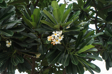 White flowers blooming among lush green leaves © IbragimovN