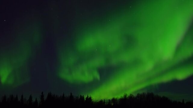 View of vibrant aurora borealis with glowing green light patterns dancing across the night sky above a silhouetted forest canopy in Los Angeles, California, United States.