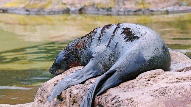 A wet sea lion yawns widely while resting on a sunlit rocky shore beside calm green water, revealing whiskers, textured fur and a powerful body in a coastal marine habitat