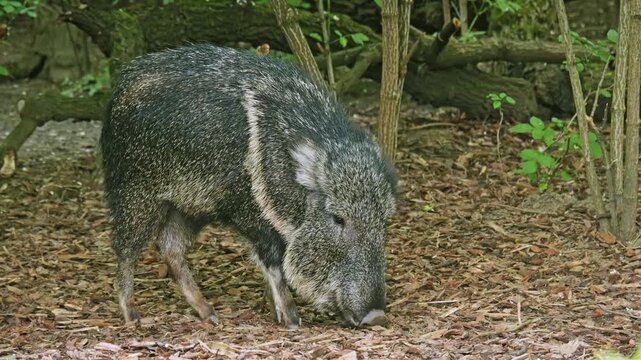 Wild javelina foraging through leaf litter on a wooded forest floor, sniffing for food among shrubs and fallen branches
