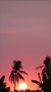 Portrait sunset footage featuring silhouetted tree against beautiful evening sky