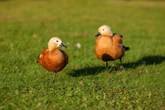 A pair of red ducks is resting on the green lawn on a sunny evening.