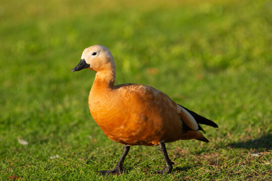 The red duck is strolling across the lawn on a sunny evening.