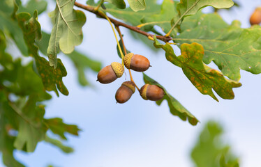 Ripe acorns on an oak branch, close‑up view. © Elena