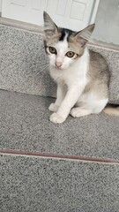 cat on the couch © Kiaaa