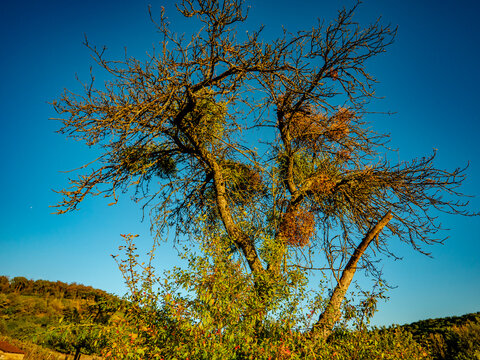 Misteln auf einem Obstbaum im Herbst