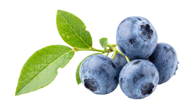 Fresh Blueberries with Green Leaves Isolated PNG on Transparent Background, Healthy Antioxidant Rich Fruit