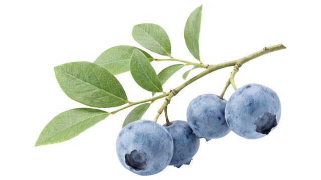 Fresh Blueberries with Green Leaves Isolated PNG on Transparent Background, Healthy Antioxidant Rich Fruit