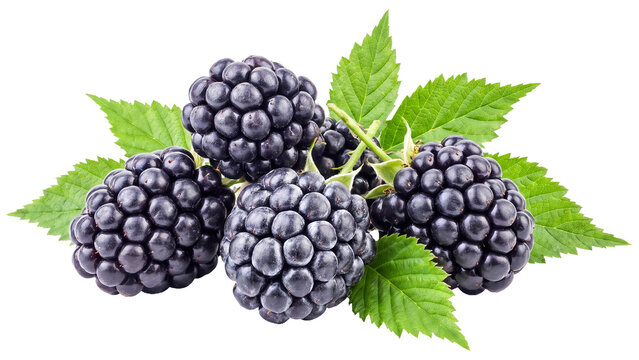 Fresh Blackberries with Green Leaves Isolated PNG on Transparent Background, Healthy Summer Fruit