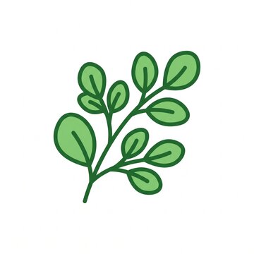 Green moringa leaf branch vector illustration on white background