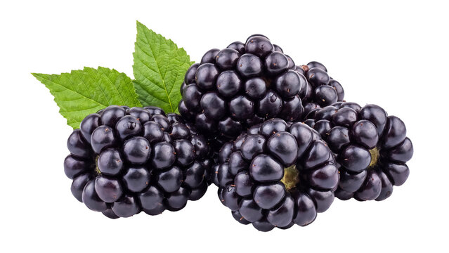Fresh Blackberries with Green Leaves Isolated PNG on Transparent Background, Healthy Summer Fruit