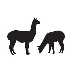 Fototapeta premium Llama silhouettes against a white background depict two camelids grazing