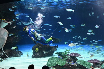 大水槽の中を魚やエイと共に泳ぎ抜けるダイバー Diver swimming horizontally through a main aquarium tank alongside fish and rays © Takuya Y.