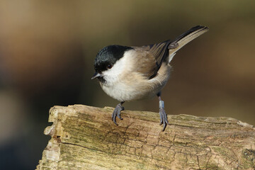 Marsh tit (Poecile palustris) perched on a weathered mossy wooden log looking down, close-up full body shot of a small passerine bird with a metal identification ring on its leg, soft blurred natural  © Badr